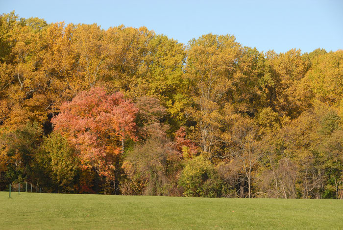blue sky, fall colors, field, grass, open areas, trees