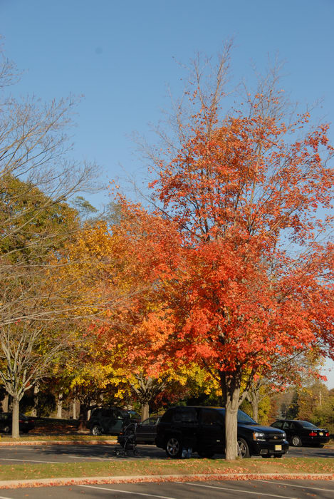 blue sky, fall colors, field, grass, parking lot, trees