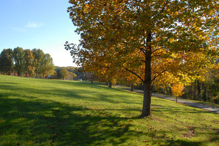 blue sky, fall colors, field, grass, open areas, shadow, trees