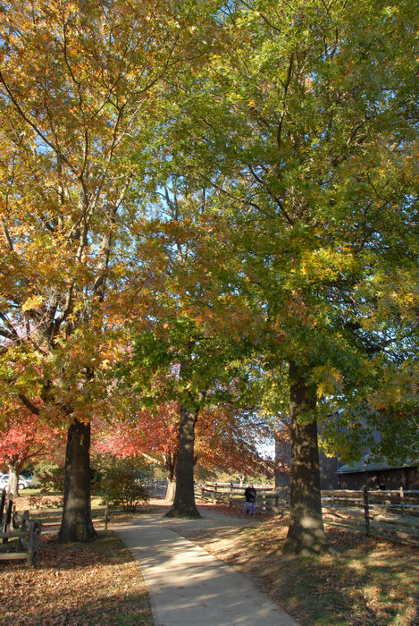 fall colors, path, trees, walkway