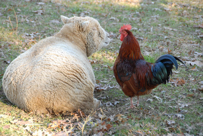 grass, rooster, sheep