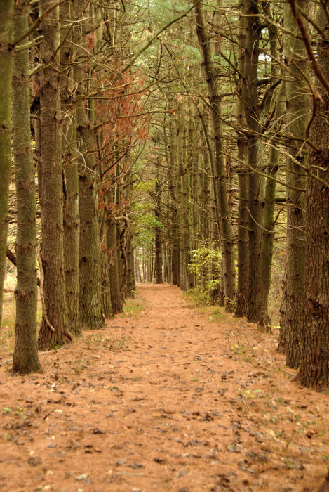 path, trail, trees