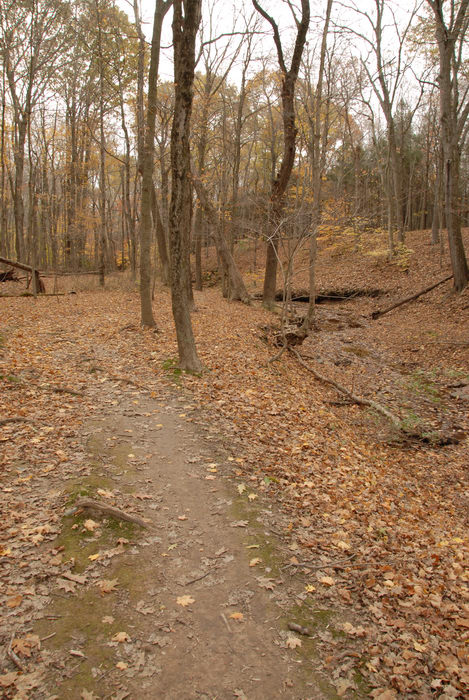 path, river, trail, trees