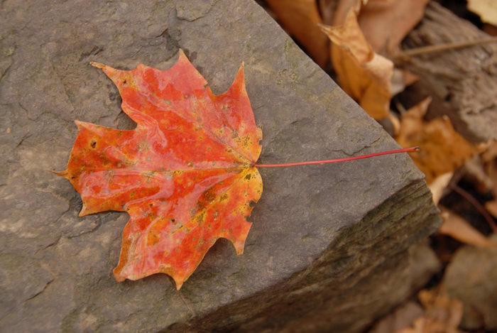 fall colors, leaf, red, rock