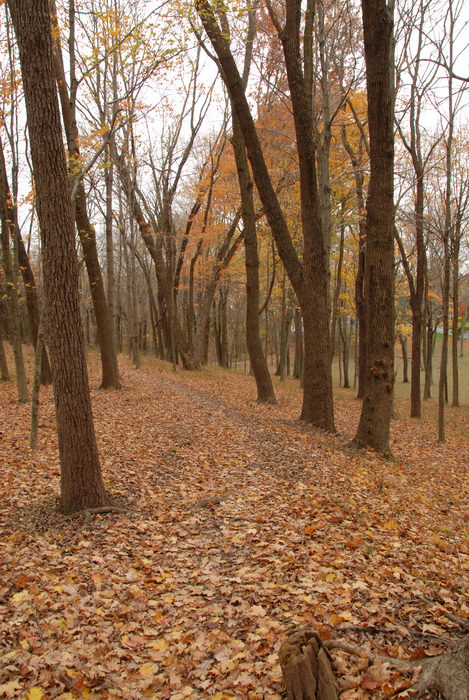 leaves, trail, trees