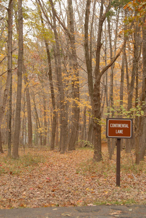 leaves, path, sign, trail, trees