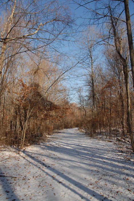 blue sky, path, snow, trail, trees