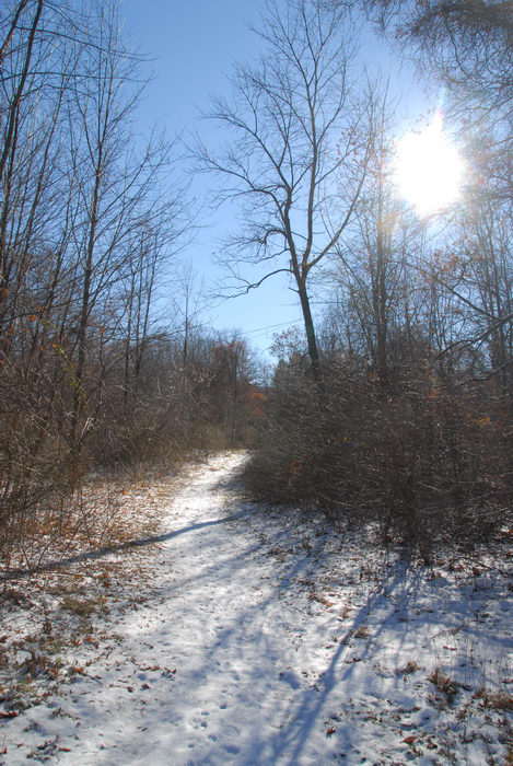 blue sky, path, snow, trail, trees