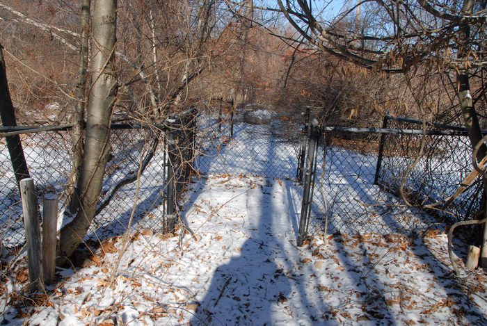 fence, snow, trees
