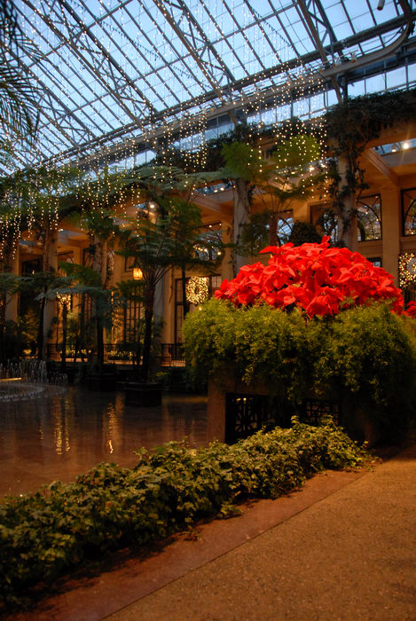 My Favorite Pictures, Poinsettia, gardens, greenhouse, holiday lights, ivy