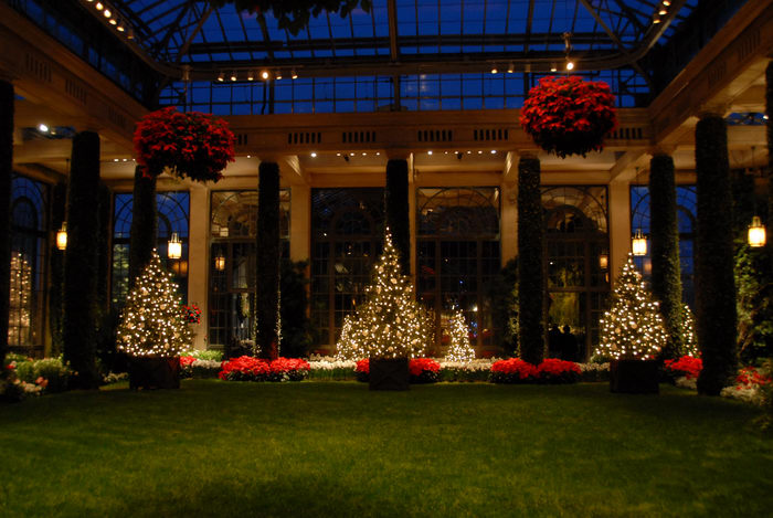 Christmas tree, Poinsettia, grass, holiday lights, lights, nighttime, ornament, trees