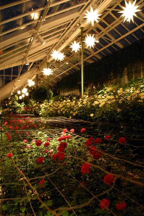 My Favorite Pictures, flowers, greenhouse, holiday lights, lights, ornament