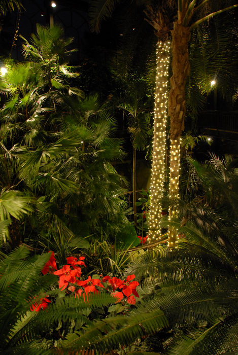 ferns, flowers, gardens, ground cover, nighttime, trees