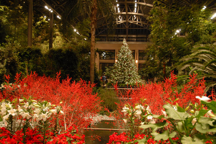 Christmas tree, flowers, gardens, holiday lights, nighttime, trees