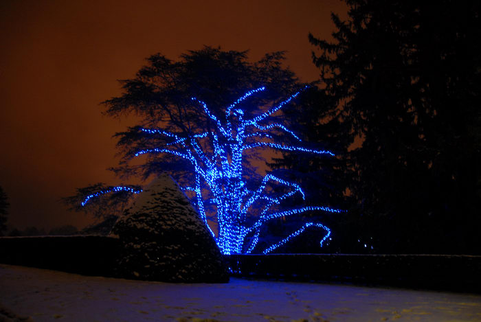 lights, nighttime, ornament, snow, trees