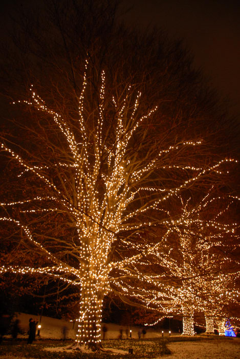 holiday lights, lights, nighttime, ornament, snow, trees