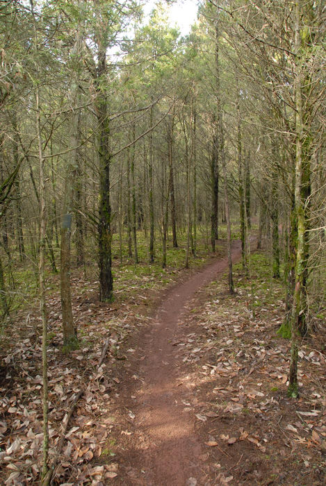 moss, path, trail, trees, woods