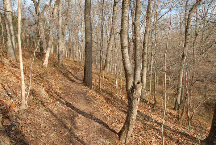 hill, path, trail, trees, woods