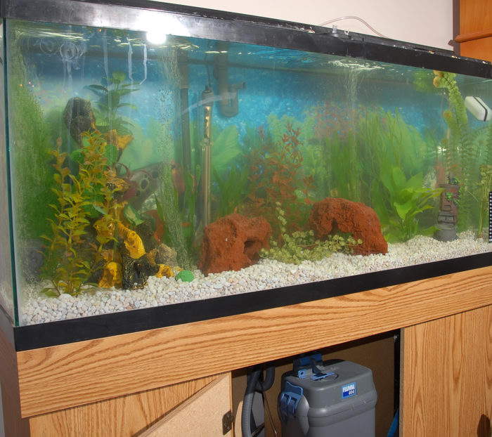 fish tank, fluval 404, water