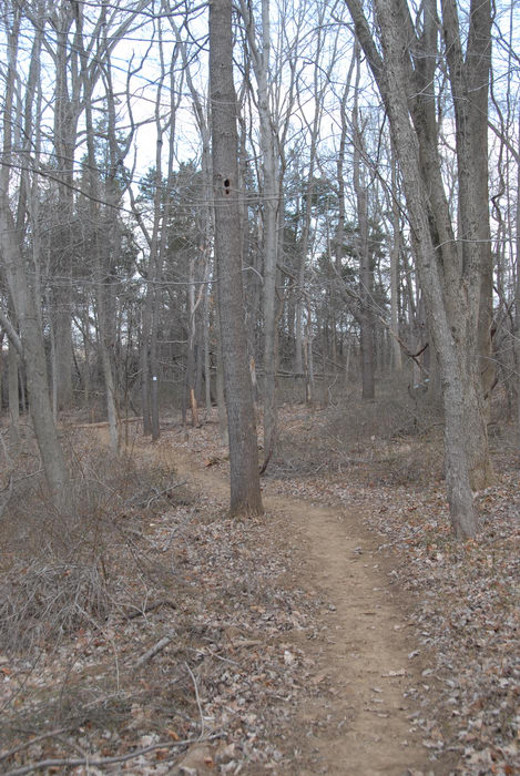 trail, woods
