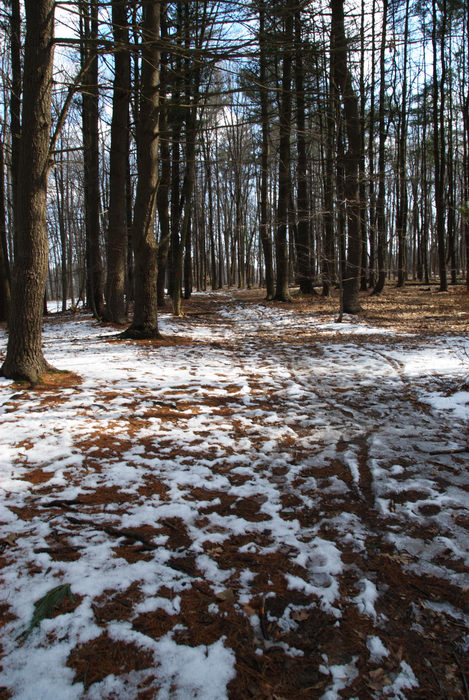 path, snow, trail, woods