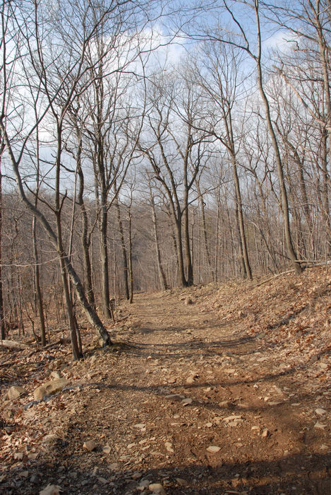 path, trail, woods