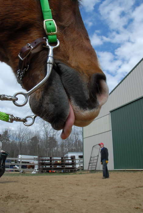 barn, horse, tongue