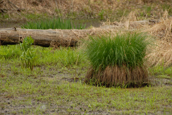 ground cover, marsh, water