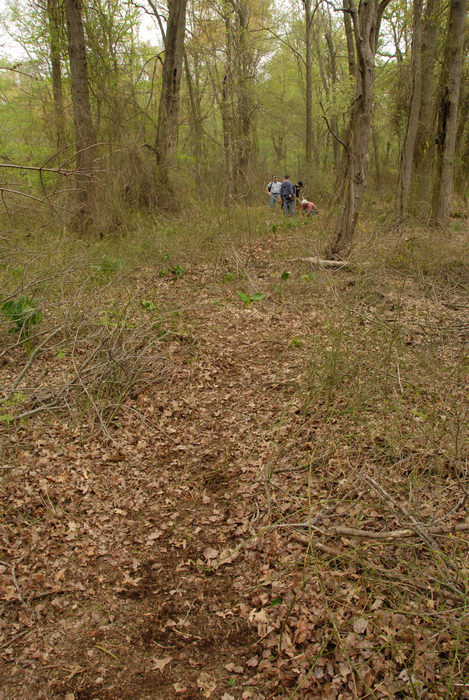 SMART, Trail Maintenance, ground cover, path, prickers, trail, trees, woods