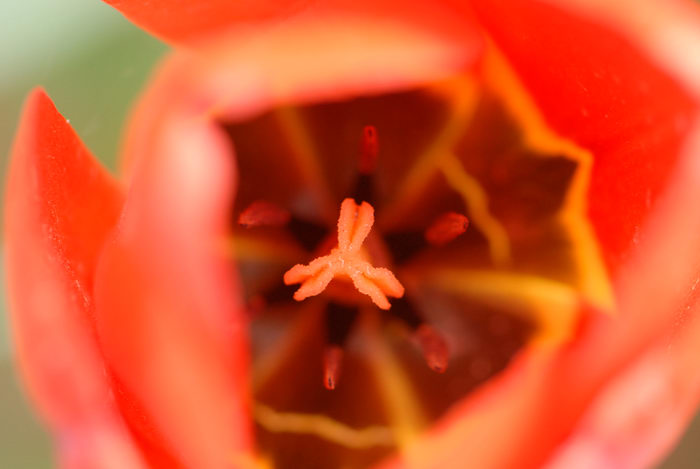close up, flower, tulip