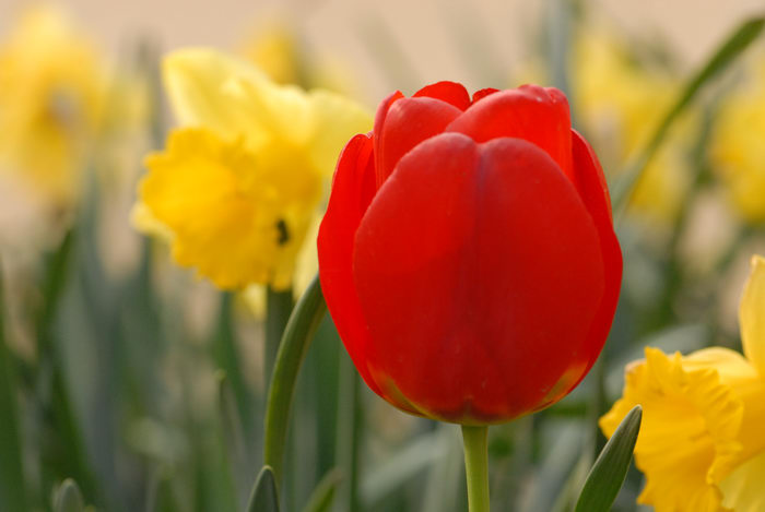 flower, tulip