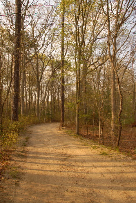 dirt road, trail, trees, woods