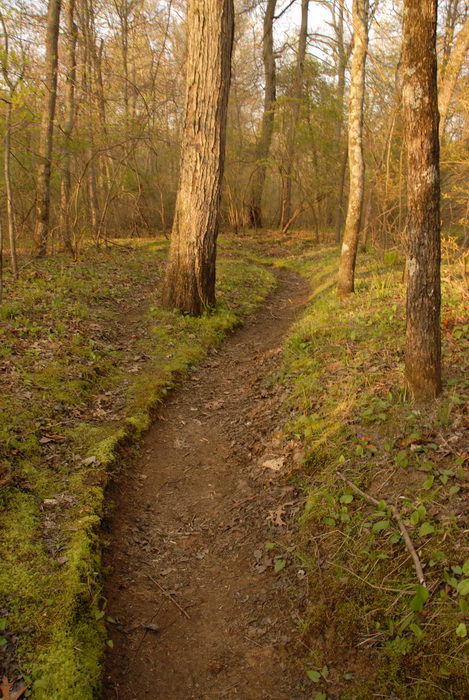 trail, trees, woods