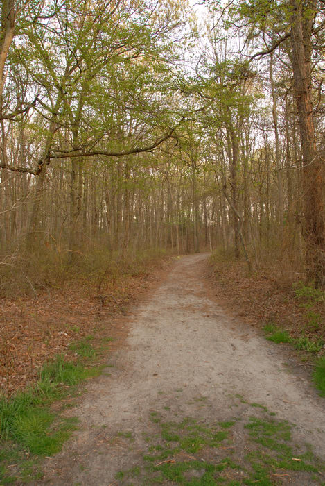 trail, trees, woods