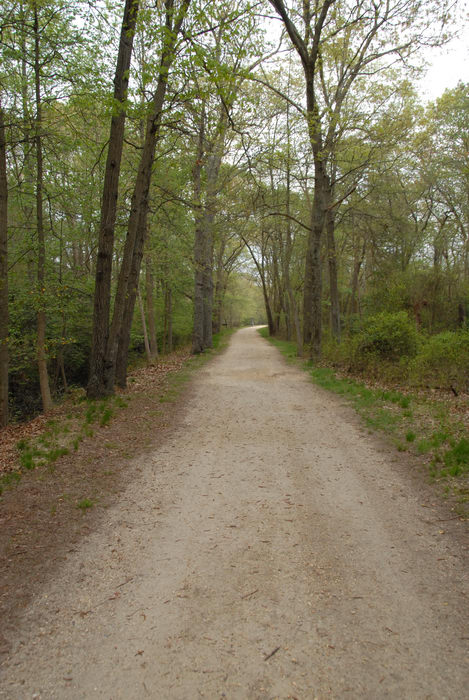 dirt road, path, trail, trees, woods