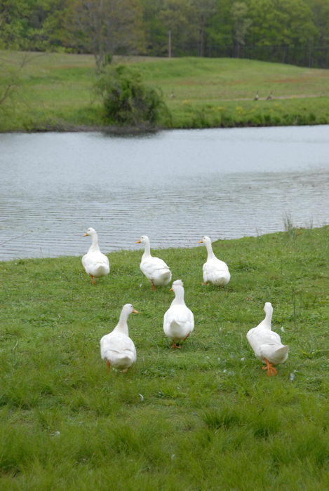ducks, grass, pond, water