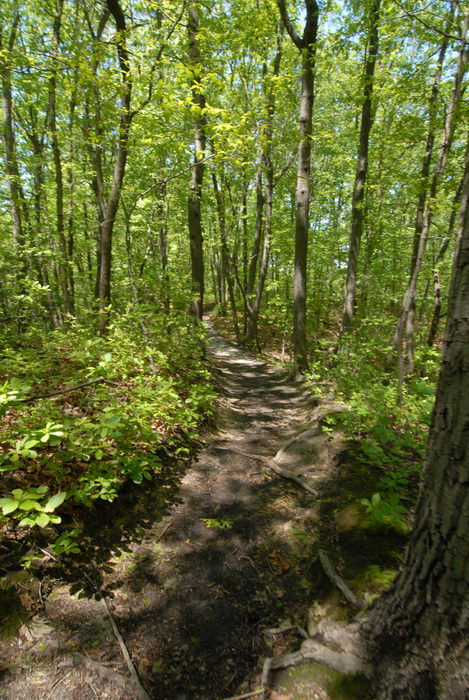 path, trail, trees, woods