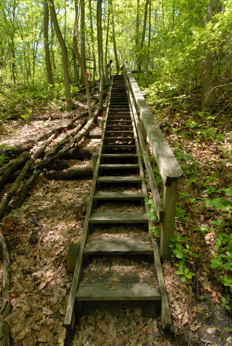 stairs, trees, woods