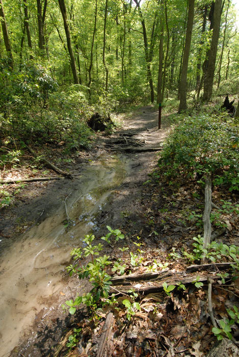 mud, path, trail, trees, water, woods