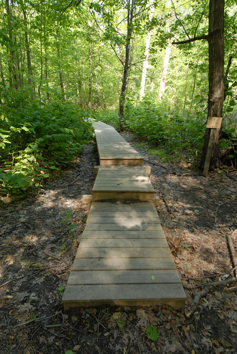 boardwalk, stairs, trees, woods