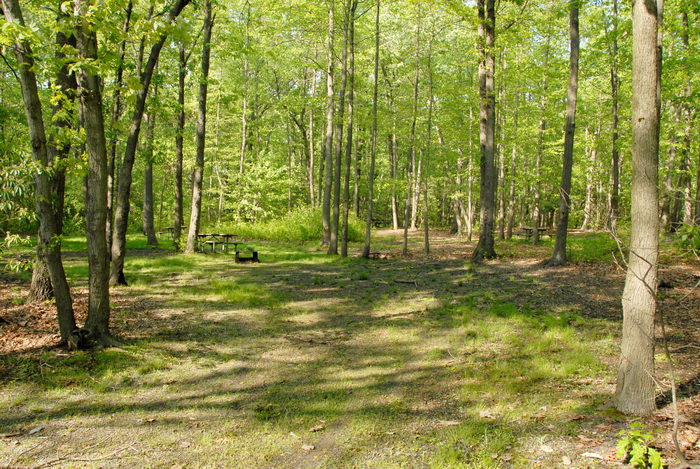 campsite, grass, trees, woods
