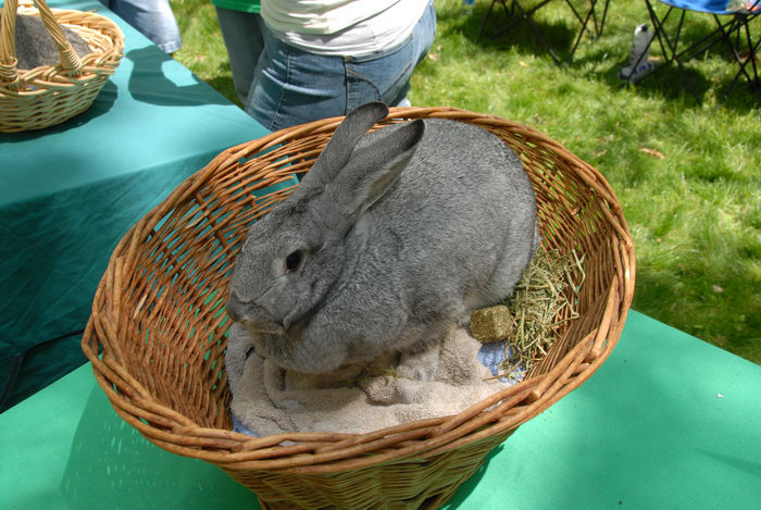 basket, grass, large, people, rabbit, table