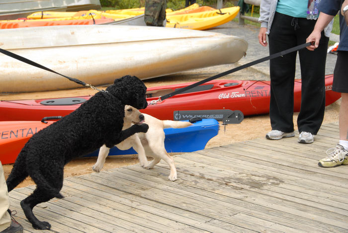 boardwalk, canoe, dogs, kayak, sand