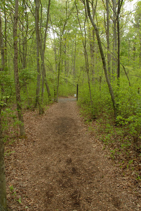path, trail, trees, woods