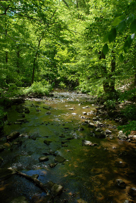 Trout Brook, brook, moving water, rocks, stream, trees, water, woods