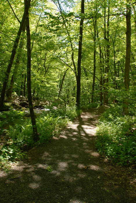 path, paved, trail, trees, woods