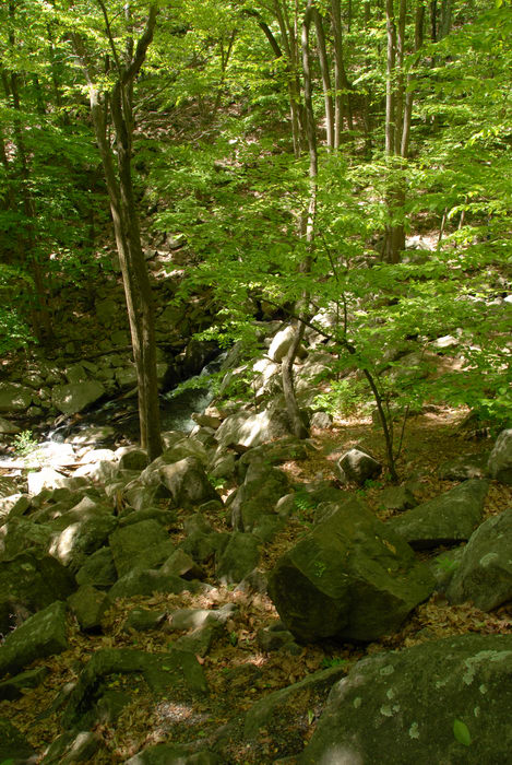rocks, trees, woods
