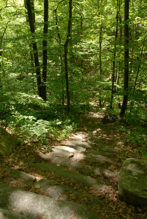 ground cover, rocks, stairs, trees, woods