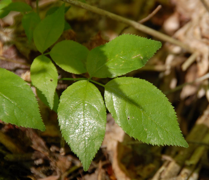 ground cover, poison ivy