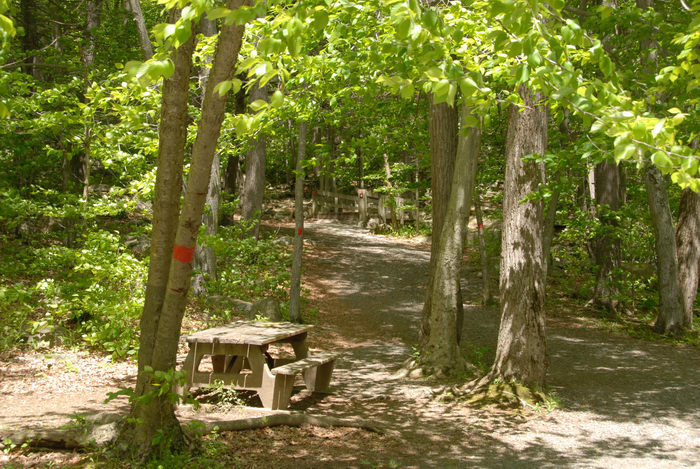 ground cover, path, picnic bench, trail, trail markers, trees, woods